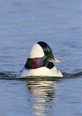 Bufflehead